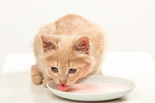 Un chaton qui boit du lait dans une assiette