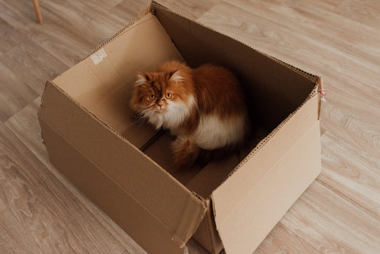 Un chat dans une boite en carton