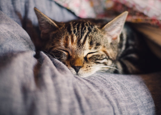 Le temps de sommeil d'un chat : tout savoir !