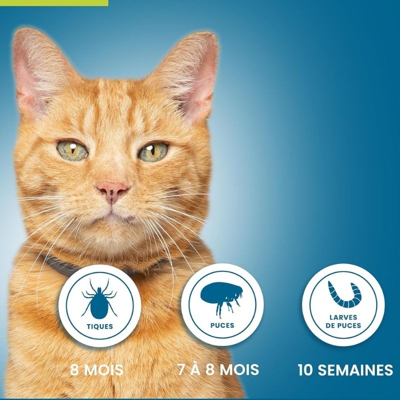 Collier Seresto Chat - Anti puce