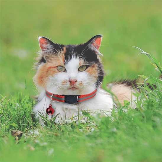 Collier chat - Réfléchissant anti-étranglement