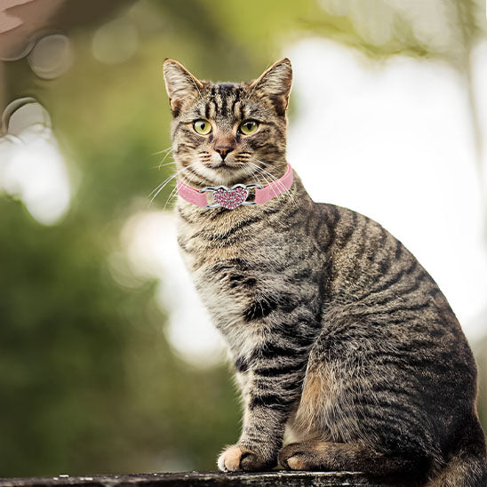 Collier chat - Avec coeur en strass