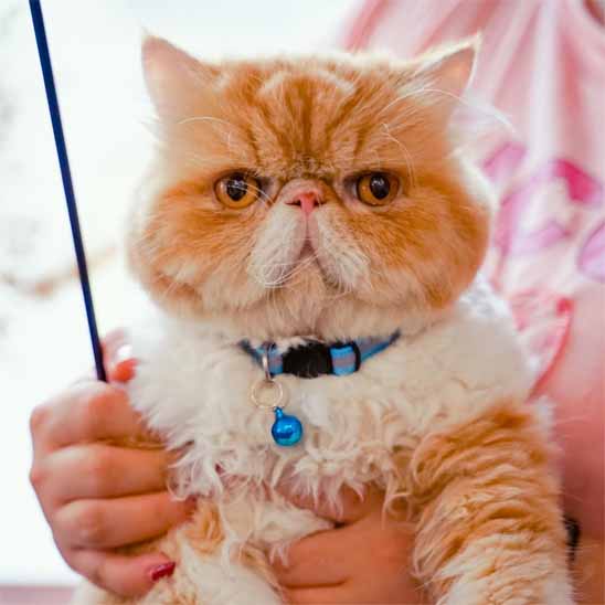 Collier chat - Réfléchissant anti-étranglement