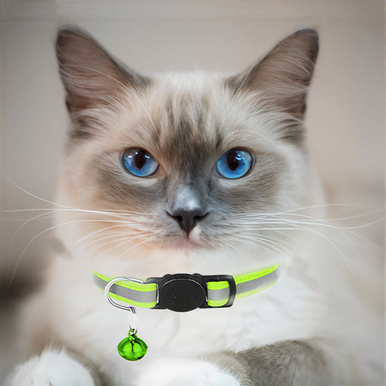 Collier chat - Réfléchissant anti-étranglement