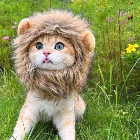 Déguisement pour Chat - Roi Lion