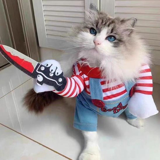 Déguisement pour Chat - Halloween