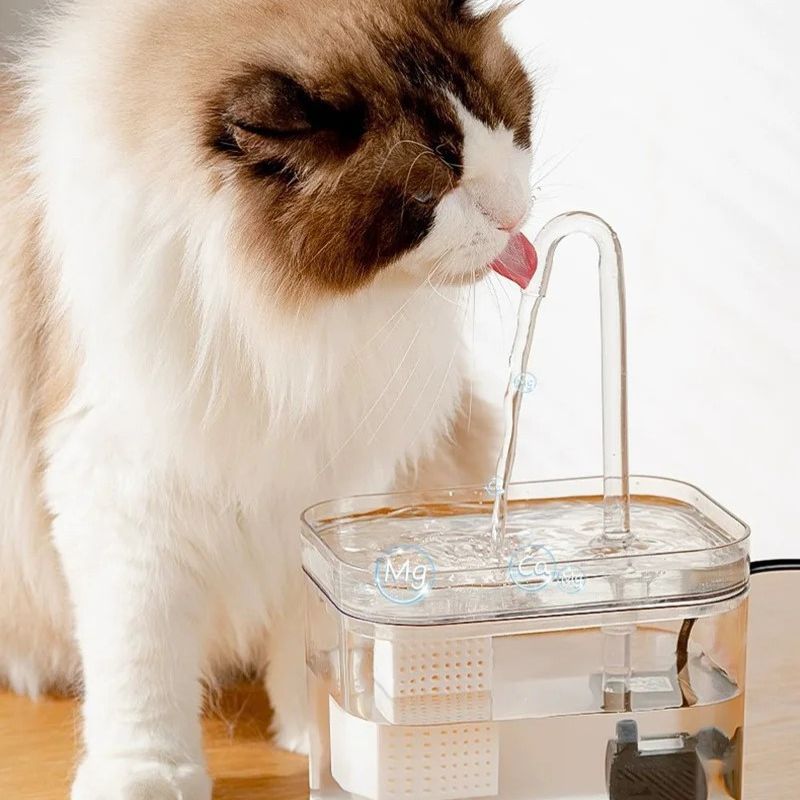 fontaine-a-eau-chat-eau-pure