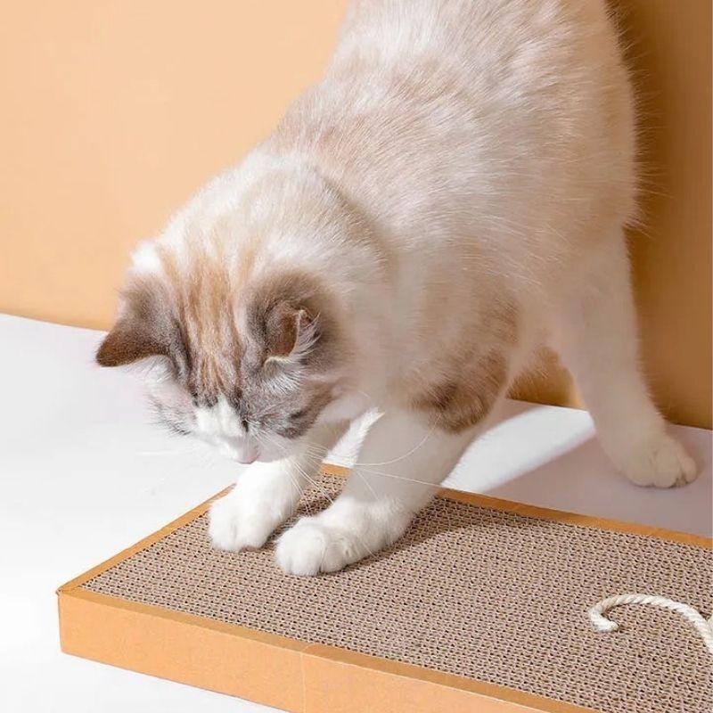 griffoir-chat-carton