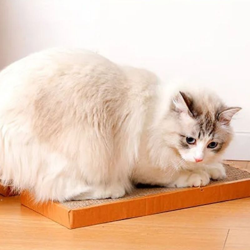 griffoir-chat-pratique