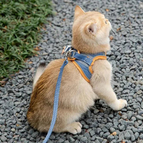 Harnais pour chat bleu porté par un chat assis sur du gravier, laisse attachée, exploration extérieure sécurisée.