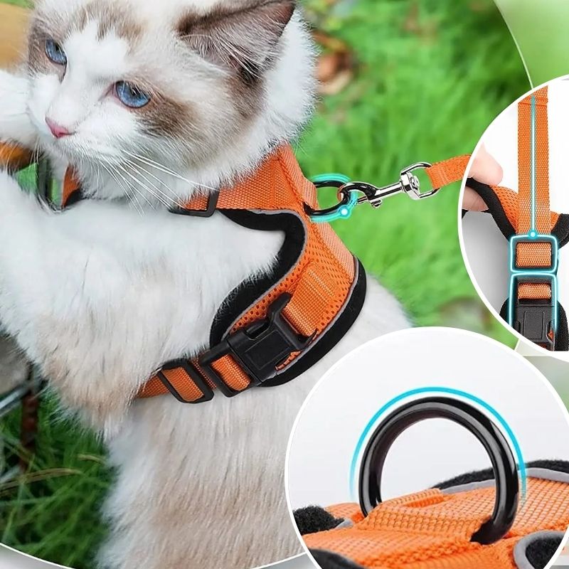 harnais-chat-robuste