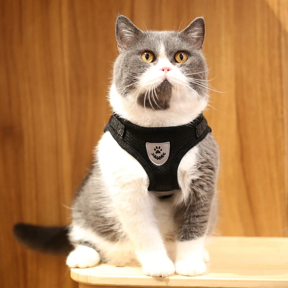 Harnais pour chat anti-fugue - Respirant