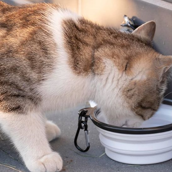 Gamelle chat - Portable pour sorties et voyages