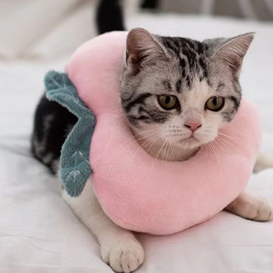 Collerette chat - Anti morsure