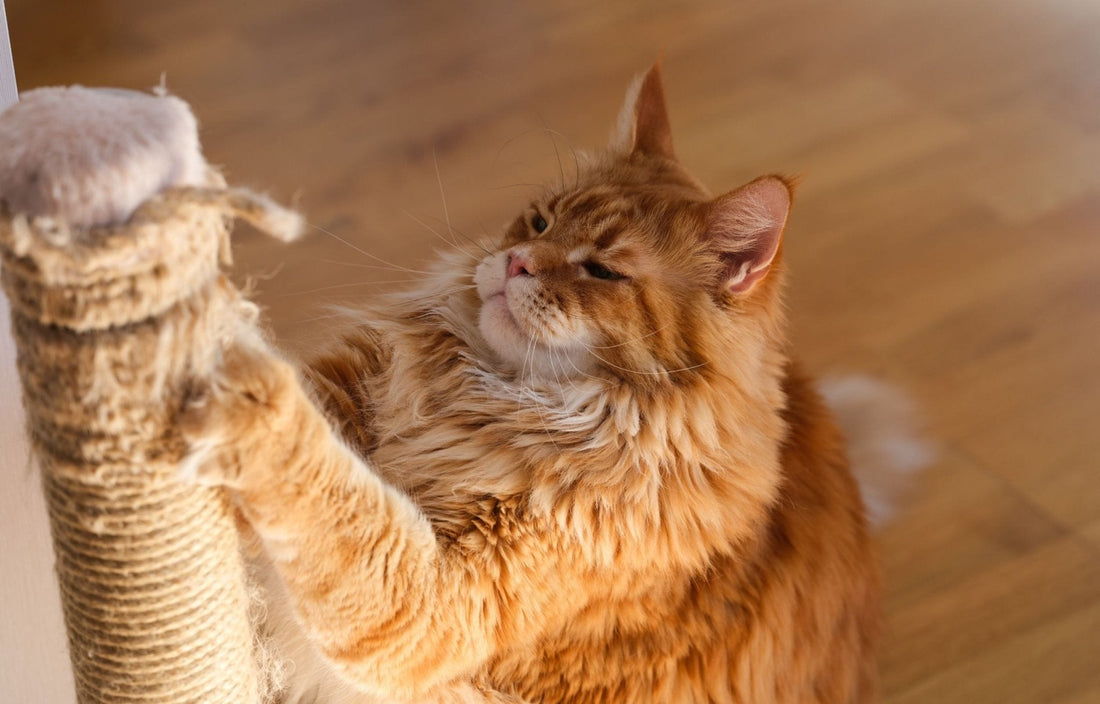 Comment inciter un chat à utiliser le griffoir ?