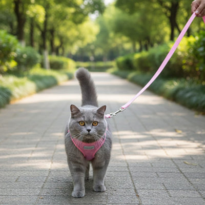 Comment habituer son chat au harnais : guide complet