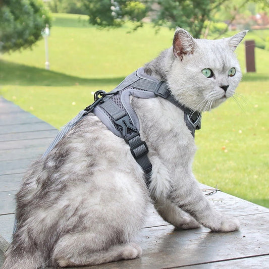 Meilleur harnais pour gros chat : Guide complet 2026