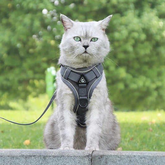 Meilleur harnais chat anti‑fugue