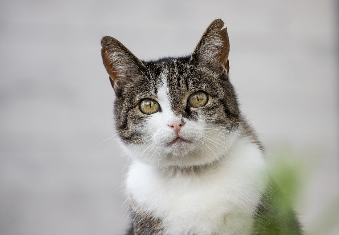 Miaulement de chat : Comprendre pourquoi votre félin miaule