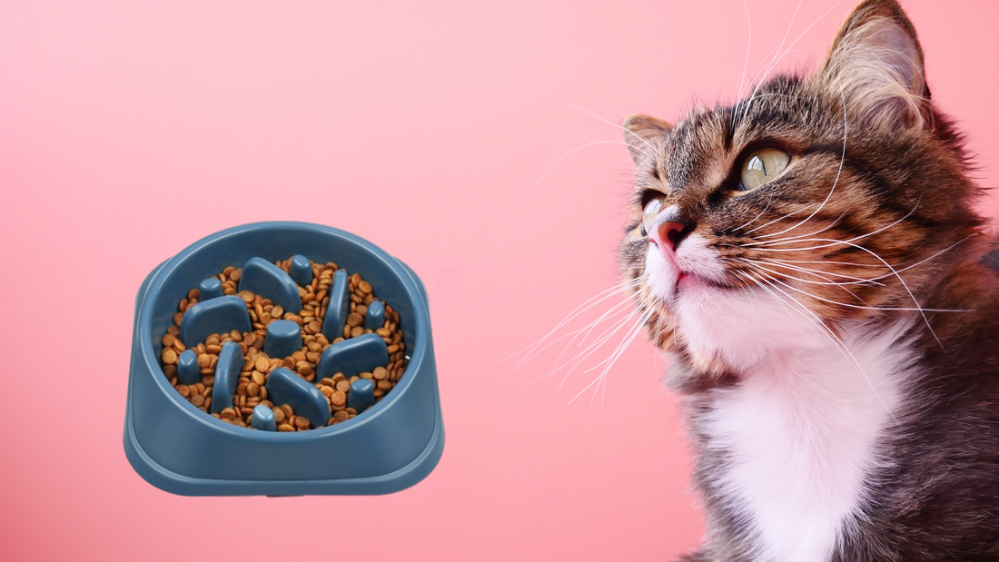 Pourquoi opter pour une gamelle anti-glouton pour votre chat ?