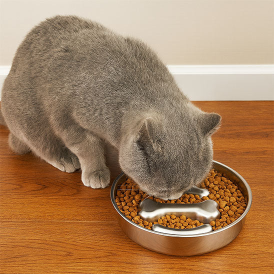 À quelle vitesse un chat peut-il manger trop vite ?