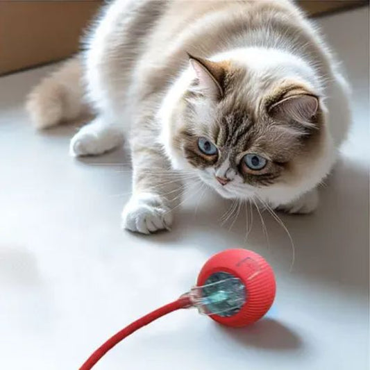 Jouet pour chat contre l'ennui : notre sélection des 10 meilleurs jouets