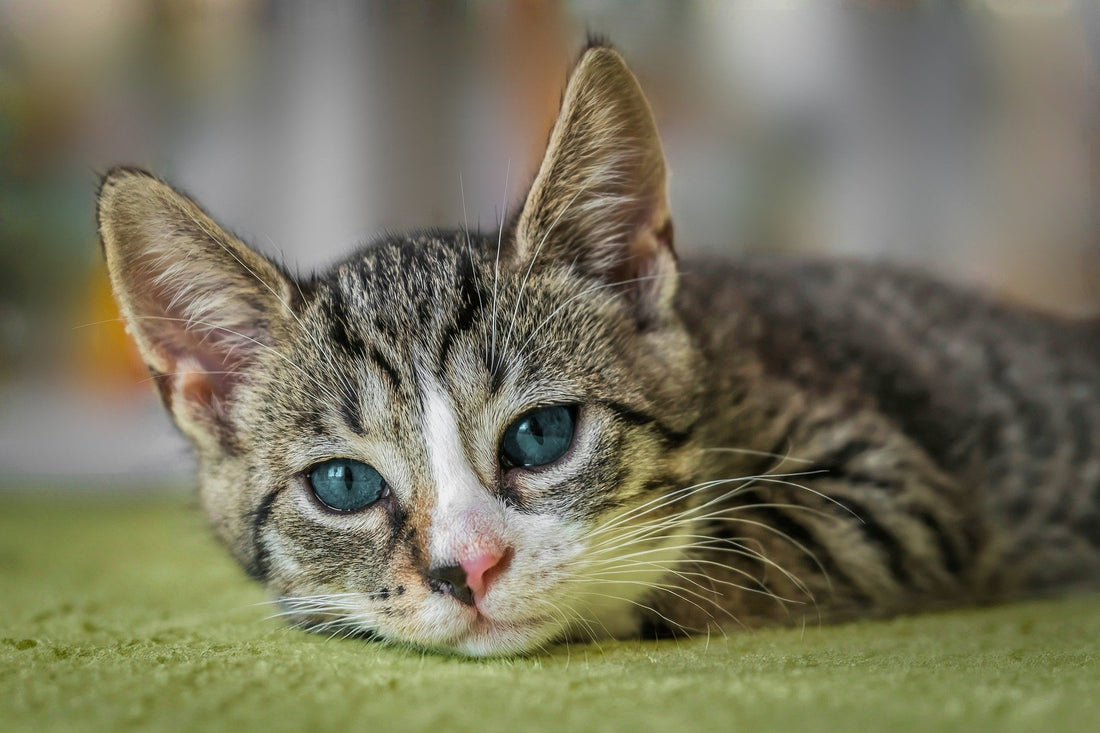 Pourquoi mon chat ne mange plus ?