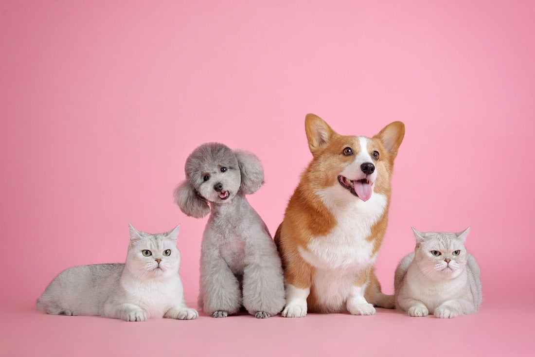 Comment faire cohabiter un chien et un chat: le guide – Minou Land