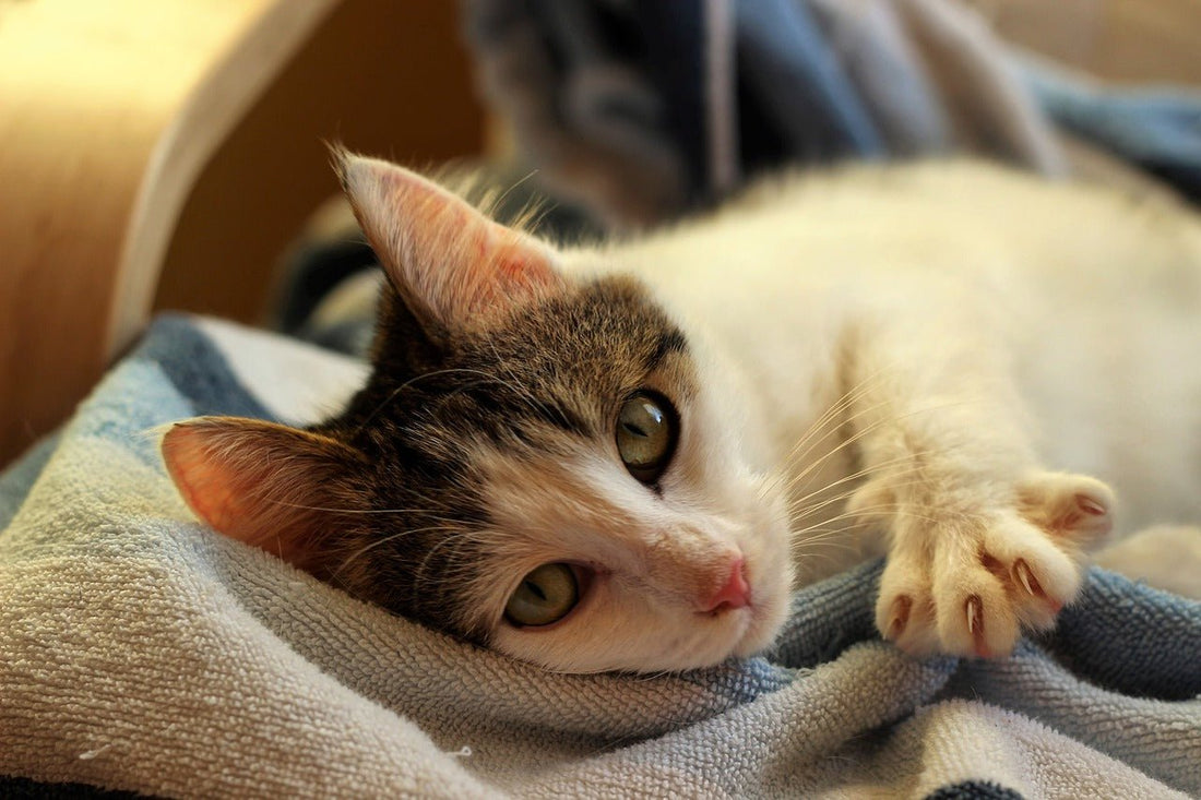 Un chat allongé avec les griffes longs