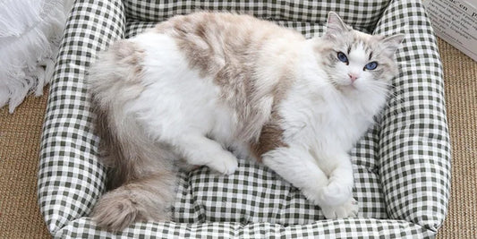 couchage orthopédique pour chat