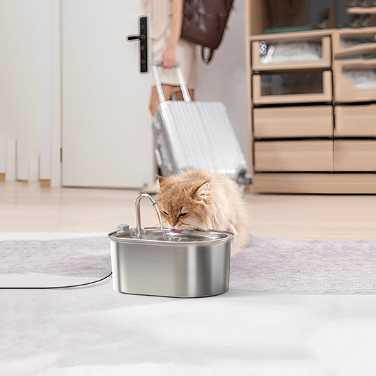 Comment nourrir mon chat pendant mon absence : le guide complet