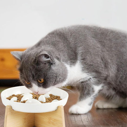 Comment calmer un chat qui mange trop vite ?