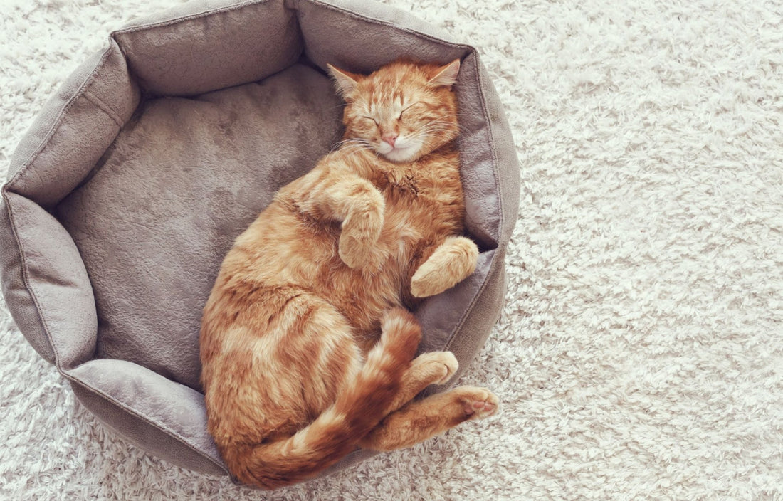 Quelle taille de coussin choisir pour son chat ?