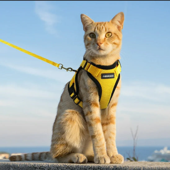 Comment choisir la bonne taille de harnais pour mon chat ?