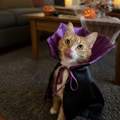 Quels sont les meilleurs déguisements pour chat pour Halloween ?