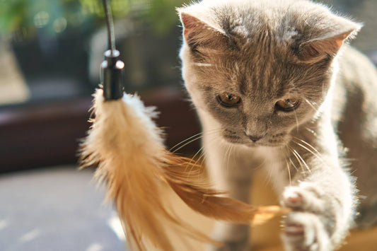 Top 10 Jeux Anti-Ennui pour Chats : Stimulez l'Esprit de Votre Félin !