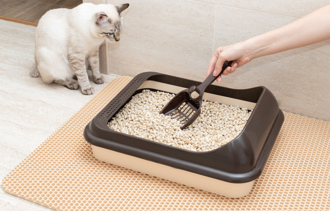 Quel est le meilleur bac à litière pour chat ? Guide complet 2025