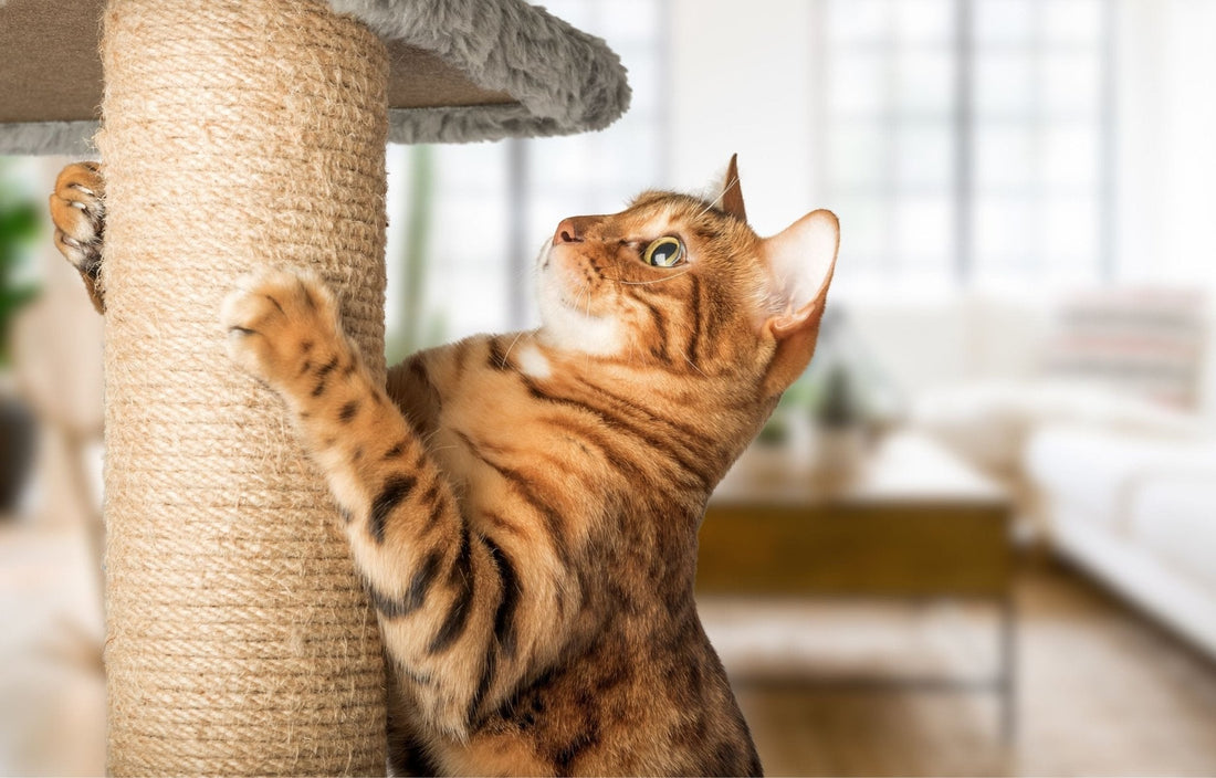 Sisal, carton ou bois : quelle est la meilleure matière à gratter pour les chats ?