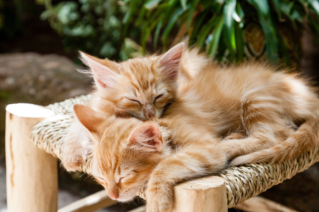 Période de chaleur chez le chat mâle