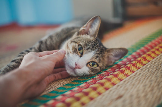Trouver le prénom parfait pour un chat mâle