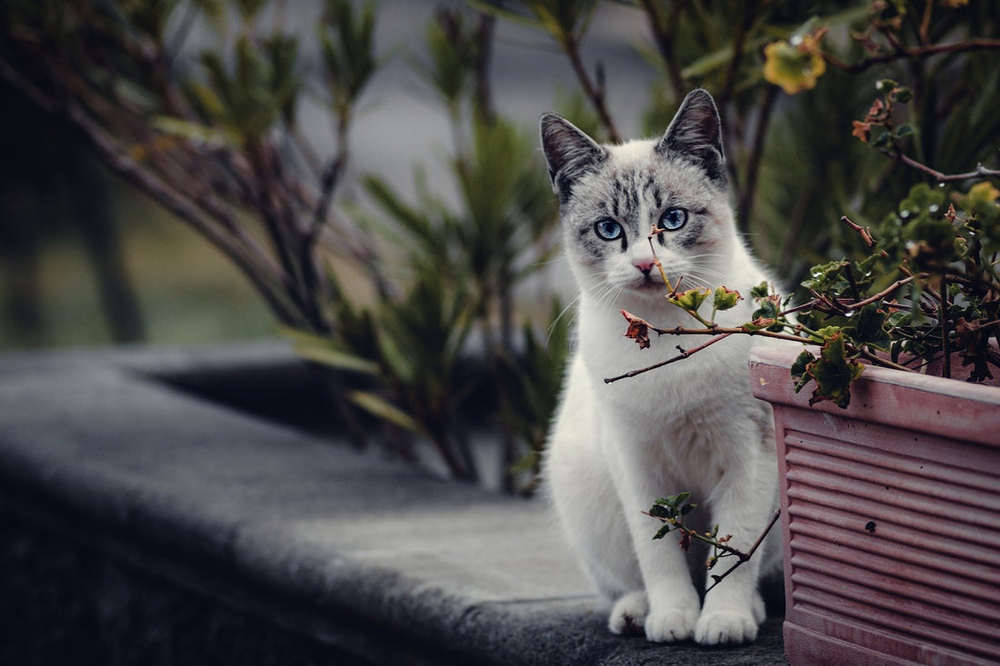 Comment choisir le prénom parfait pour votre chat