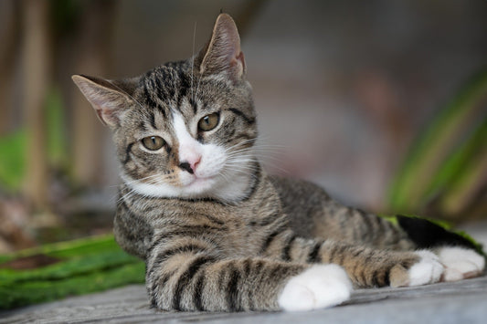 Choisir le prénom parfait pour un chat femelle