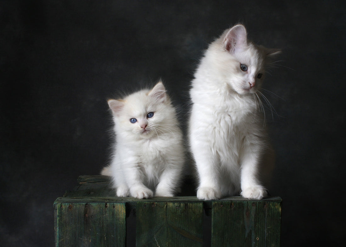 Le sevrage du chaton : étapes, alimentation et conseils pratiques