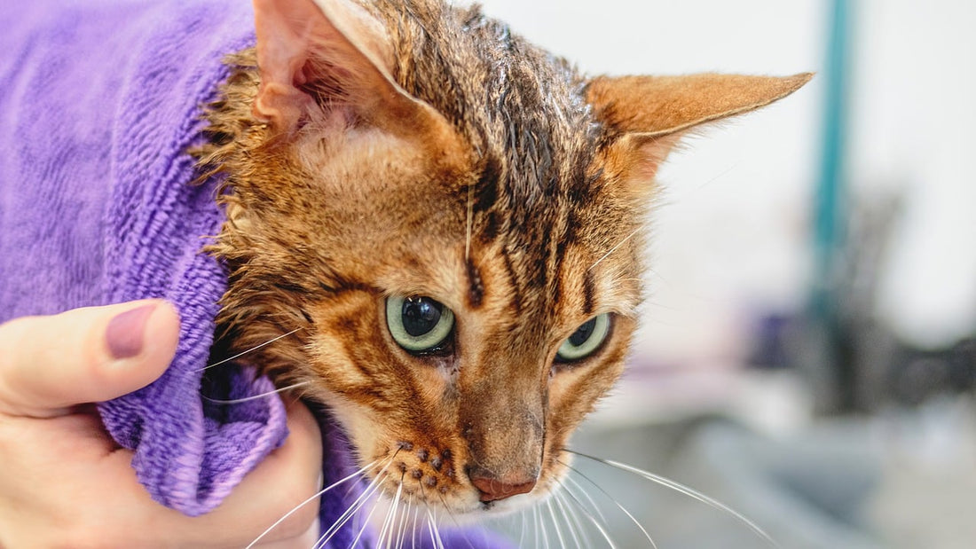un chat qui sort du bain enveloppé par une serviette mauve