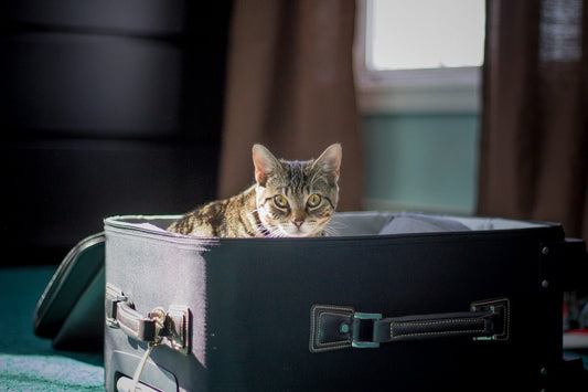 Voyager avec un chat en avion : Guide complet