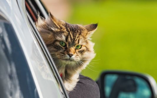 Voyager avec un chat en voiture : Guide complet