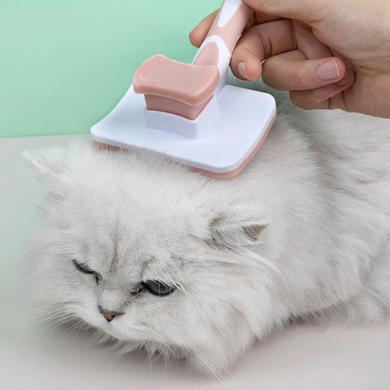 une main qui brosse la tête d'un chat avec une brosse pour chat