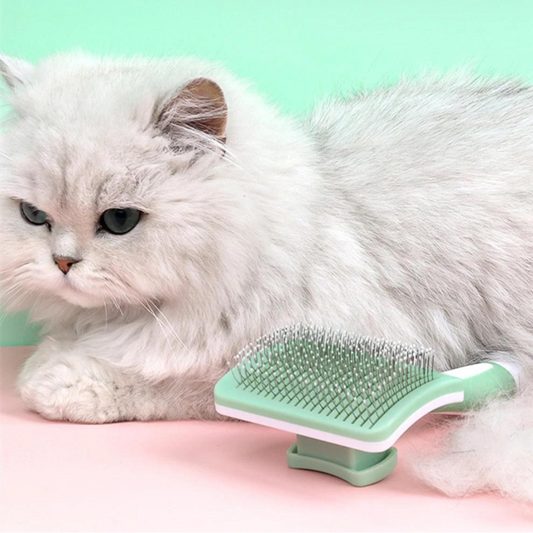 Un chat avec à côté une brosse pour chat