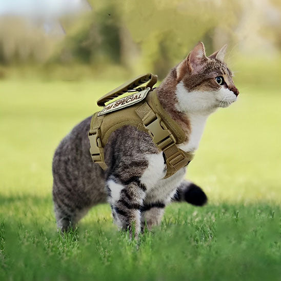 Harnais pour chat | ExploSécure