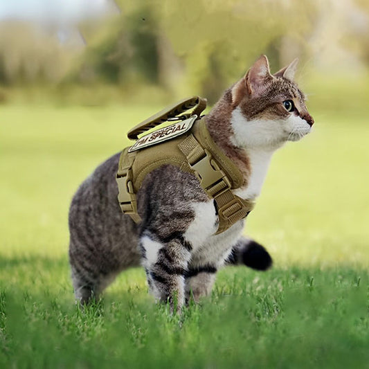 Harnais pour chat | ExploSécure